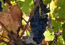 Sogrape empenhada na sustentabilidade reduz emissões e investe nas pessoas e em tecnologias Sogrape empenhada na sustentabilidade reduz emissões e investe nas pessoas e em tecnologias