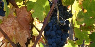 Sogrape empenhada na sustentabilidade reduz emissões e investe nas pessoas e em tecnologias Sogrape empenhada na sustentabilidade reduz emissões e investe nas pessoas e em tecnologias