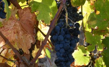 Sogrape empenhada na sustentabilidade reduz emissões e investe nas pessoas e em tecnologias