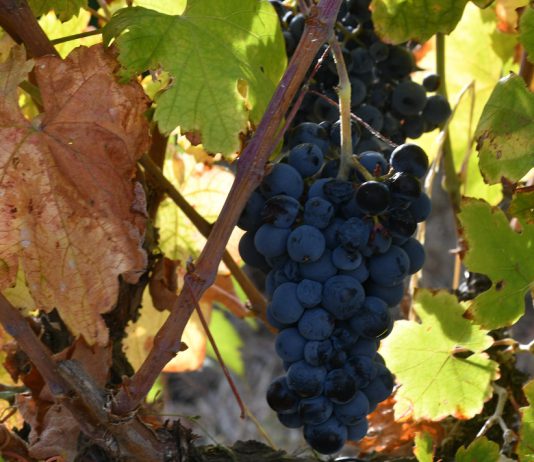 Sogrape empenhada na sustentabilidade reduz emissões e investe nas pessoas e em tecnologias