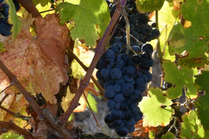 Sogrape empenhada na sustentabilidade reduz emissões e investe nas pessoas e em tecnologias Sogrape empenhada na sustentabilidade reduz emissões e investe nas pessoas e em tecnologias