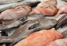 Óleo de peixe alivia sintomas da Esclerose Múltipla