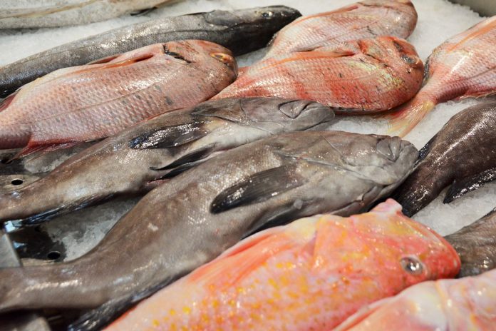 Óleo de peixe alivia sintomas da Esclerose Múltipla